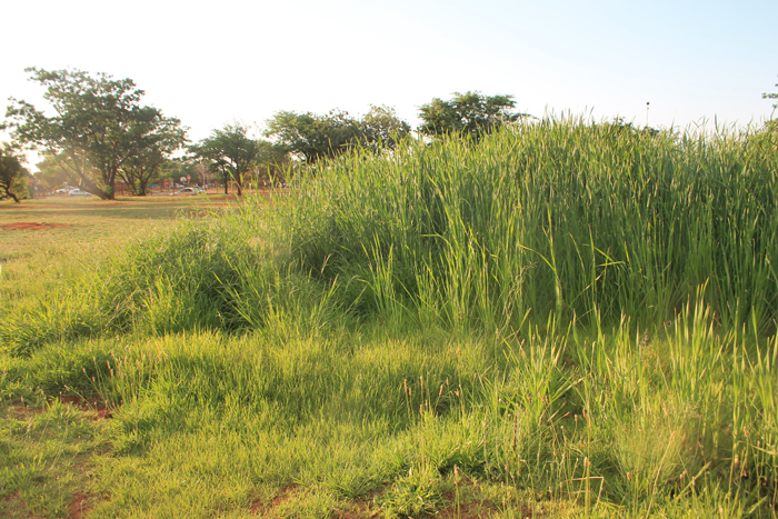 The huge water leak at the centre has caused grass and reeds to grow very high.