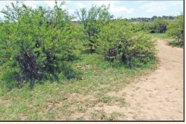 The shortcut where the murder took place on Wednesday night .