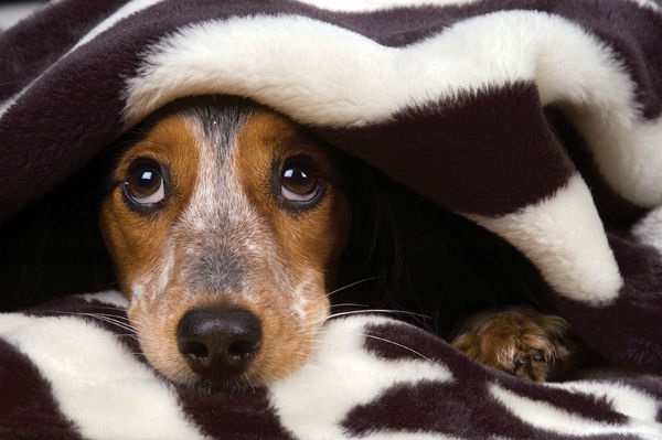 dog-scared-of-thunder