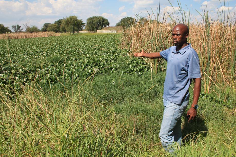 Mr Macist Ndubatha in front of the overgrown part of the Loopspruit in the Piet Viljoen Park.
