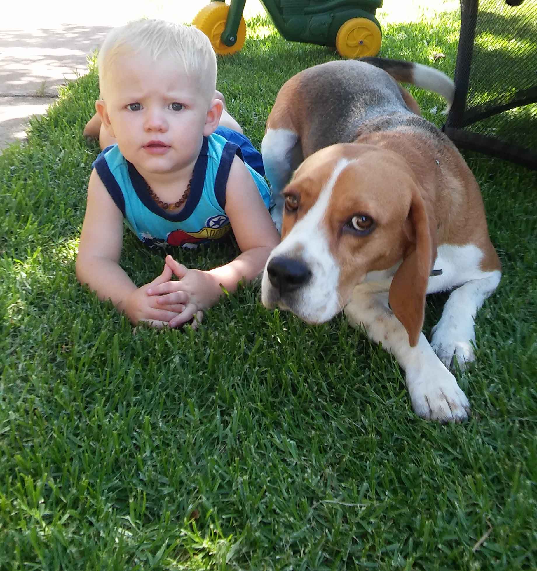 boy-and-dog-web
