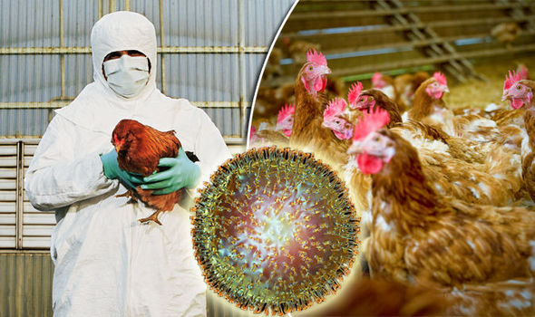Illustration photo: Thousands of chickens and other birds had to be culled in Europe in the past year as a result of bird flu. The same fate now awaits some 28 000 birds in South Africa.