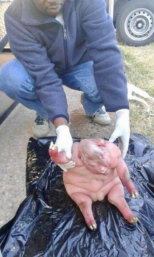 'n Foto van die erg misvormde lammetjie.