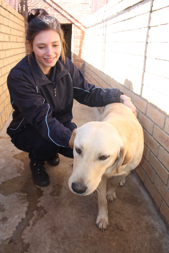 Ms Elloise Rootman with Benji, a beautiful Labrador male currently looking for a new home.