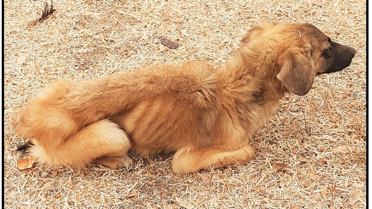 Een van die honde. Foto: Bloemfontein DBV Facebook