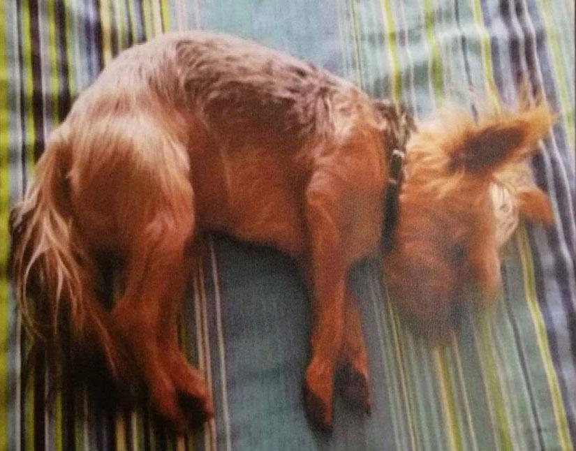 Tjokkies, who has been missing since the accident that claimed the life of his owner.