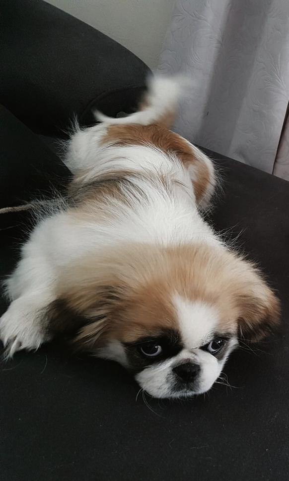 Fifi, die nege maande oue pekinees, was 'n vertroetelde hondjie wat net liefde geken het.