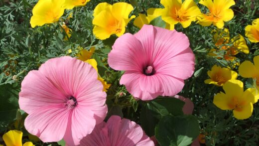 Alice Coetzee - 16-09-2022-gardening- sowing seeds - photo 7