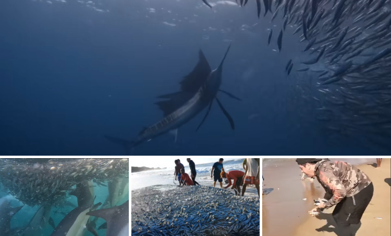 sardine