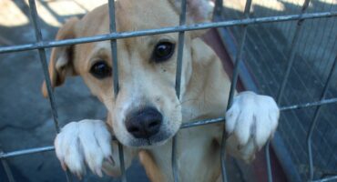 Hond by Carletonville DBV