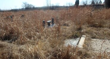 Overgrown old Fochville graveyard