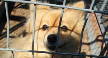Pomeranian Carletonville SPCA
