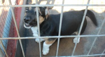 Puppy at Carletonville SPCA