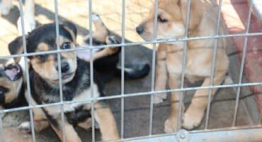 Carletonville SPCA puppies