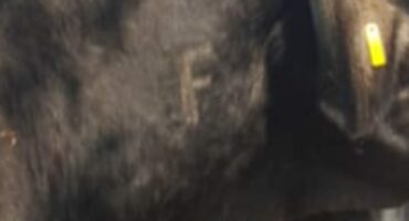 All livestock vaccinated against Foot and Mouth disease are branded with an F-sign.