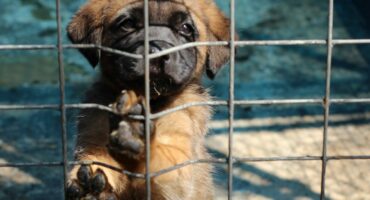 This lovely little puppy needs a new home.