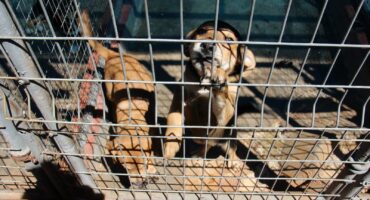 These cute puppies are also looking for new homes.