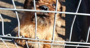 This lovely terrier is one of the dogs looking for new homes.