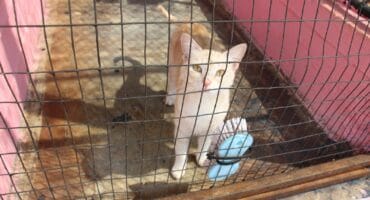 Hierdie pragtige kat is een van die diere wat 'n nuwe huis moet kry.