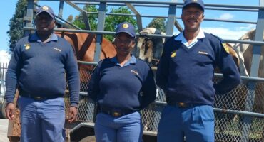 Constable Claas Sereo, Sergeant Dineo Dipadi and Sergeant Pappie Maake with the stolen cattle they found on the N14.