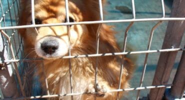 There are also many pets, such as this Pomeranian, that must be adopted.