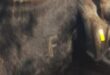 All livestock vaccinated against Foot-and-Mouth disease are branded with an F-sign.