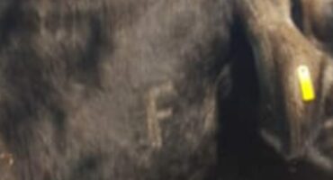 All livestock vaccinated against Foot-and-Mouth disease are branded with an F-sign.