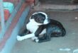 Hierdie Boston Terrier is ook na 'n nuwe huis opsoek.