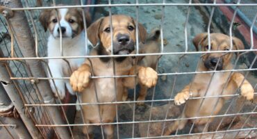 Hierdie oulike baba hondjies is van die diere wat aangeneem moet word.