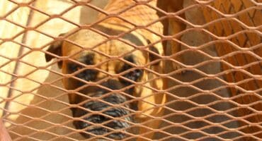 Hierdie pragtige Boerboel moet ook 'n nuwe huis kry.