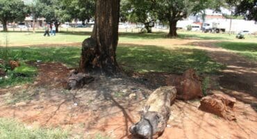 Although the park at the Carletonville Civic Centre is currently neat, drug and alcohol abusers often hang out under the trees and leave things like used syringes and empty bottles behind.