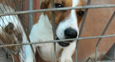 Hierdie vriendelike Jack Russell terrier is een van die honde wat aangeneem moet word.