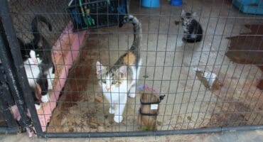 Daar is ook baba diertjies soos hierdie katjies wat aangeneem moet word