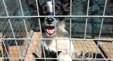 Hierdie vrolike en baie vriendelike Border Collie-kruis teef is een van die honde wat aangeneem moet word.