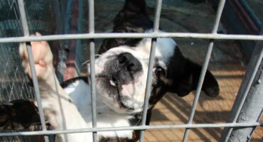 Hierdie oulike Boston terrier reuntjie is een van die siere wat aangeneem moet word. Foto: Adele Louw