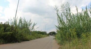 The tall grass and weeds in open yards between Siebert and Potchefstroom Street in Fochville. Photo: Adele Louw (Carletonville and Fochville Herald)