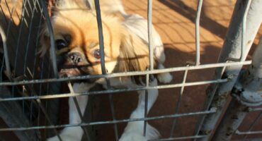 Hierdie oulike Pekingese wag om aangeneem te word. Foto: Adele Louw