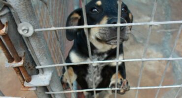 Hierdie lieflike hond is een van die diere wat aangeneem moet word. Foto: Adele Louw (Carletonville en Fochville Herald)