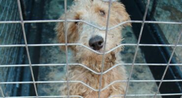 Hierdie oulike steekhaar Foxterrier is na 'n nuwe huis opsoek.