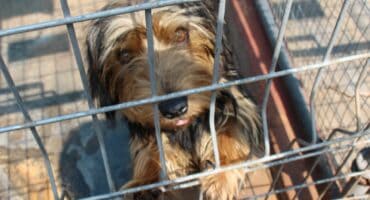 Hierdie vriendelike hond is een van die pragtige diere wat nuwe huise moet kry. Foto: Adele Louw