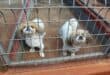 Hierdie pragtige Pekingesies is na liefdevolle nuwe huise opsoek.