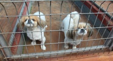 Hierdie pragtige Pekingesies is na liefdevolle nuwe huise opsoek.