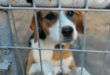 This beautiful Beagle cross is looking for a new home. Photo: Adele Louw (Carletonville and Fochville Herald)
