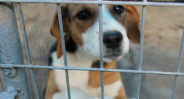 This beautiful Beagle cross is looking for a new home. Photo: Adele Louw (Carletonville and Fochville Herald)