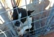 Hierdie oulike Boston Terrier is een van die honde wat 'n nuwe huis nodig het.