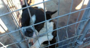 Hierdie oulike Boston Terrier is een van die honde wat 'n nuwe huis nodig het.
