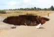The sinkhole that caved in onto the tarred road surface has grown to such an extent that the Goudvlakte sign has fallen into it. Photo: Adele Louw (Carletonville and Fochville Herald)