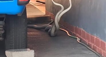 mamba combat