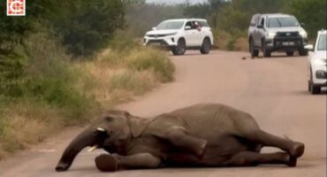 Watch Playful elephant entertains visitors in Kruger National Park_02