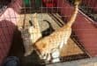 These very friendly ginger cats are also looking for new homes. Photo: Adele Louw (Carletonville and Fochville Herald)